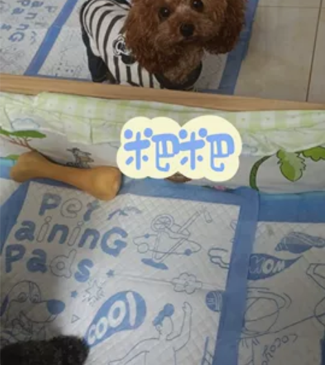 有人要纯玩具体贵宾犬的嘛，不会拍照，照片就...