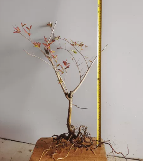 水杨梅高提根飘枝优美桩 感兴趣的话点“我想...