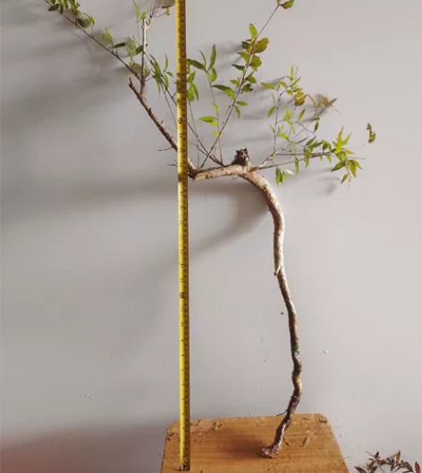 水杨梅高提根飘枝优美桩。 感兴趣的话点“我...