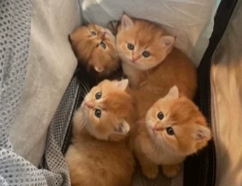 价格15元一次！！！！！！3公里内 超过每...