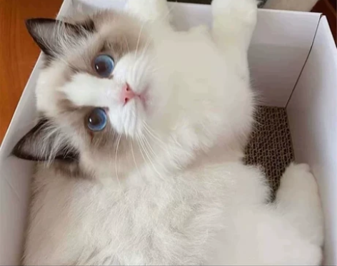 纯布偶猫猫 ,由于要去外地工作了,想给这些...