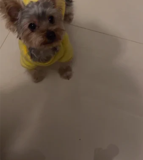 杭州 东站附近，约克夏 公的8个月 公，漂...