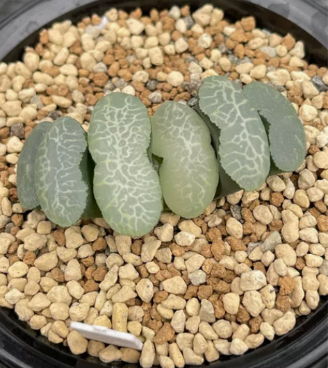 玉扇 终极蓝 图一图二母本 售图三 叶插繁...