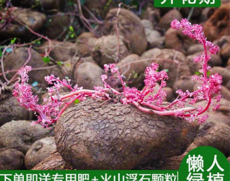 多肉山乌龟红藤金不换盆栽花卉水培爬藤绿植好养