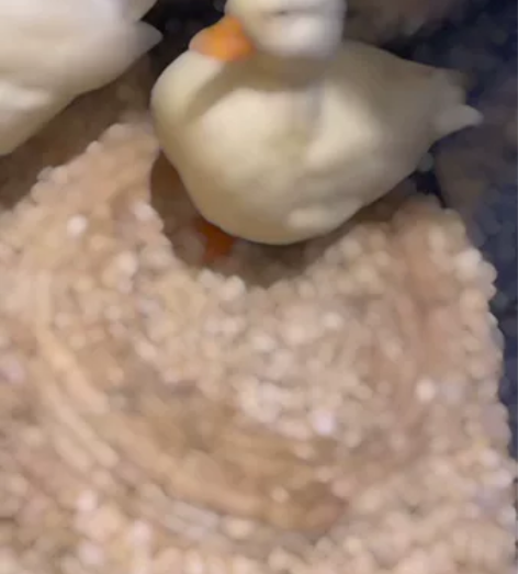 个人高玩精养！一分钱一分货，你们要的顶级S...