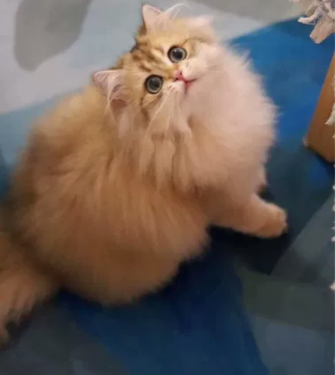 BLH Ny11 偏12家养长毛金渐层妹妹...