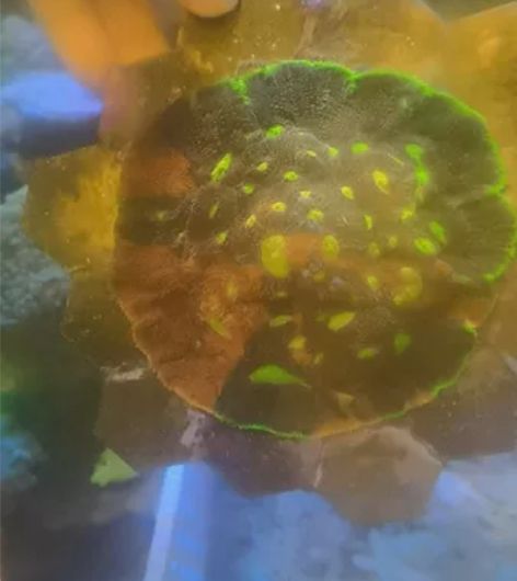 调色盘珊瑚，视频为母体，出崽子，已完美包边...