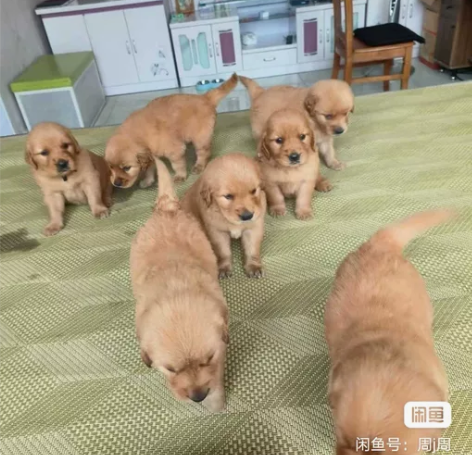 不是卖狗!!!看清楚 因回家外出无法照顾,...