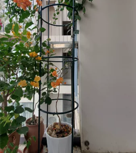 深圳出绿叶橙高杆飘枝，横体广场附近自提，地...