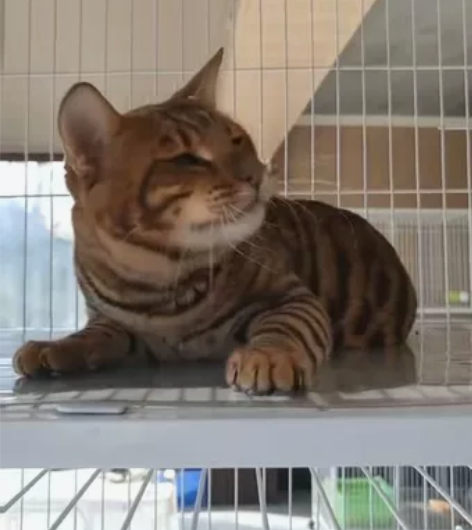 zll玩具虎新公8个月疫苗全 感兴趣的话点...