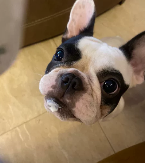 狗/猫咪 猫咪服务项目:1、清洁猫碗,添加...