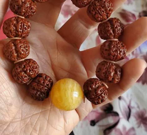 21安娜古龙梅花双龙大金刚，天花板级别18...