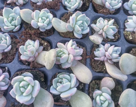 多肉橙梦露穴盘苗，一盘105个，109元包...