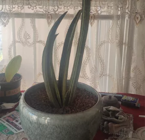 虎皮兰，虎尾兰棒球棍锦，70高，泰国货，花...