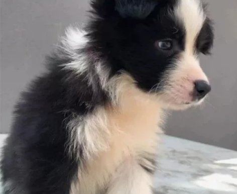 自提自家养的边牧幼犬,边牧幼犬宠物狗狗陪伴...