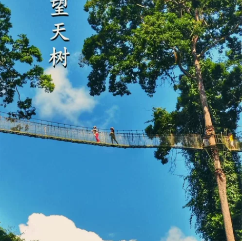 西双版纳望天树热带雨林景区套票。需要可以拍...