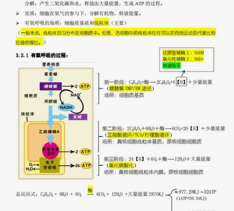 教资高中生物知识点整理 全部pdf  一本...