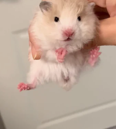 卷毛熊眼线眼影款黑黄波利纹妹妹金丝熊西施熊...