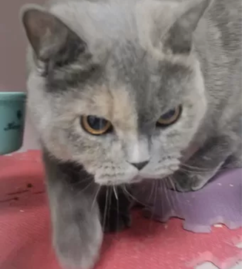 自家猫舍猫咪太多啦 打算出售几只小猫 火柴...