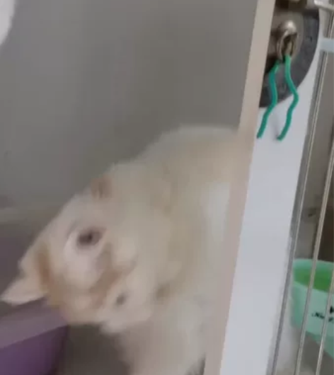 自家猫舍猫咪太多啦 打算出售几只小猫 拿破...