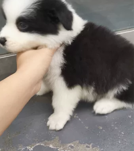 黑白边牧妹妹，三通七白花色棒，大围脖大开白...