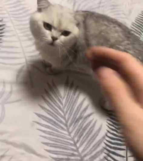 种公银渐层找借配，猫咪健康，基因好，脸蛋也...