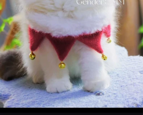 【包空运】漂亮布偶妹妹，高白梵色，三个半月...