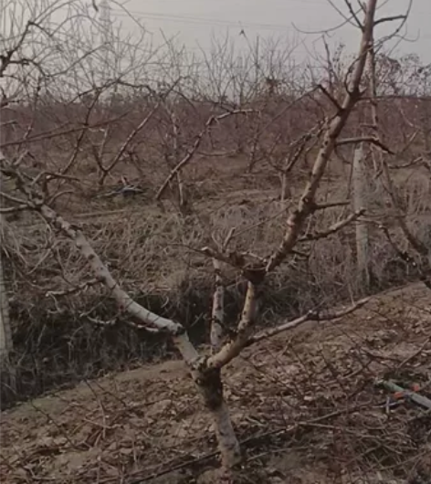 桃花插花   遇水即活    遇水开花 而...