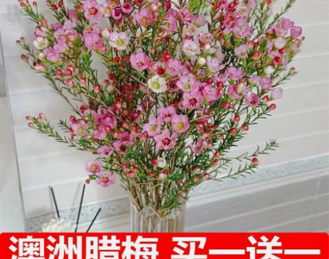 澳洲腊梅水培鲜花平头满天星干花花束勿忘我批...