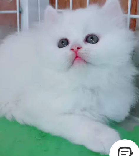 纯白高地，价格美丽，完美品相 脸蛋真的很漂...