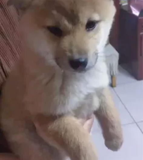 纯种柴犬宝宝 脸蛋特别漂亮 健健康康 喜欢...