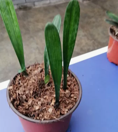 梦幻苗子，开花飘亮 感兴趣的话点“我想要”...