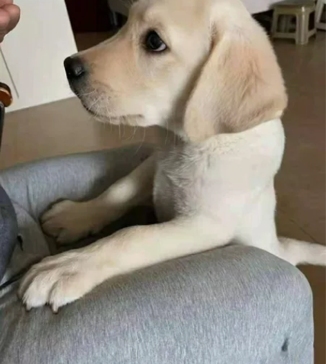 转手原因   拉布拉多幼犬，还剩3只，两个...