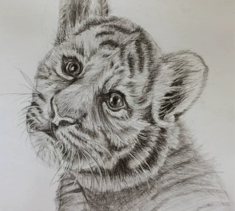 素描#炭笔画  虎年萌虎 感兴趣的话点“我...