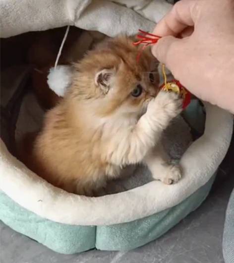 英长，BLH，长毛金渐，爆毛，圆脸，胖乎胖...