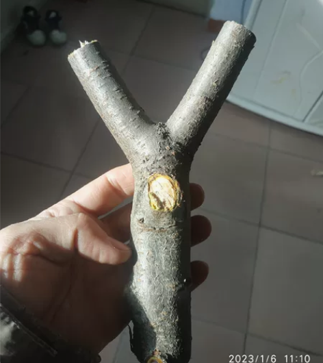 桃木弹弓，售出不退不换。 感兴趣的话点“我...