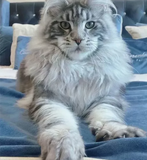 急！！！标价就是卖价！缅因2000一只  ...