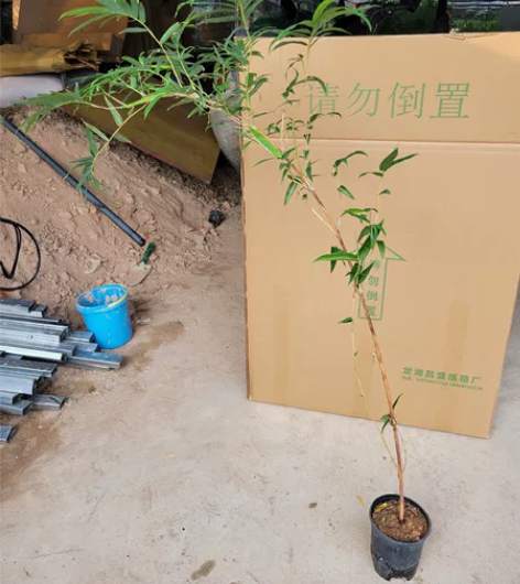 高飘 红观音竹一杆，高度70公分左右，原盆...