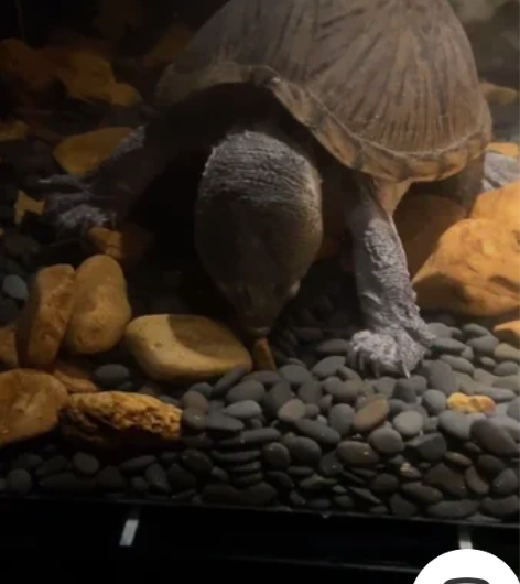 12+大头剃刀公 人工养殖背纹头纹都ok ...