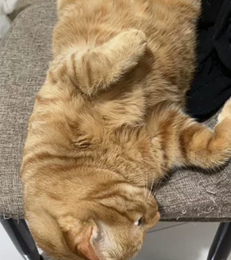 不是卖猫！！不卖狗！  因主人回家外出无法...