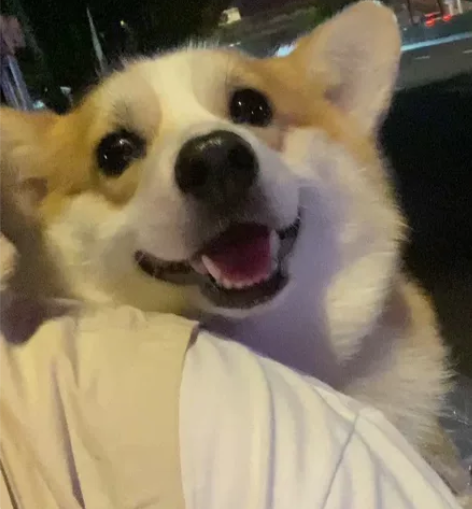 留学生在线接英语辅导（成人、初高中、小学皆...