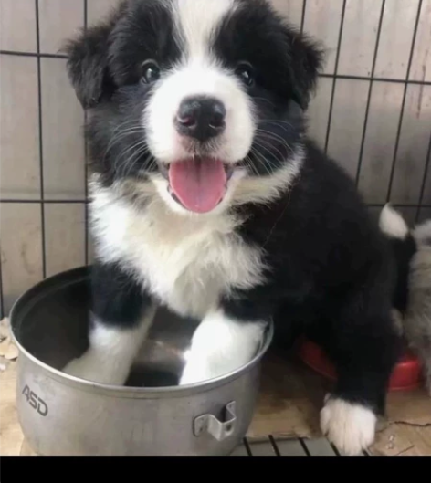 买来一个月的边牧幼犬转让,换地方没法养,只...