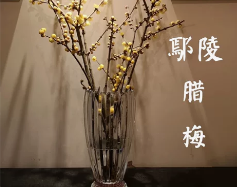 【正宗鄢陵腊梅】浓香型正宗腊梅干枝花枝鲜切...
