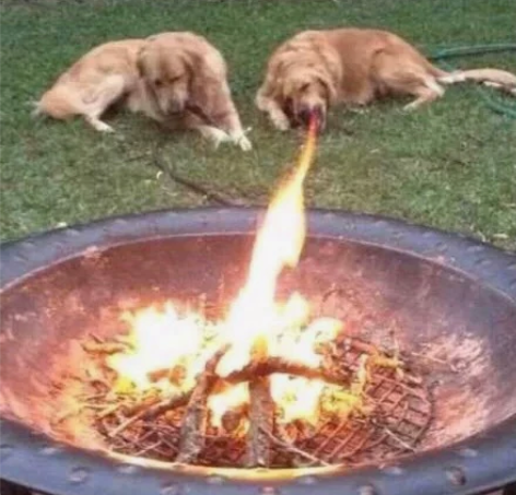 印度尼西亚喷火犬    特别特别特别稀有的...