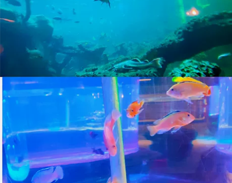 顺德容桂海立方海洋公园1大2小一张套票14...