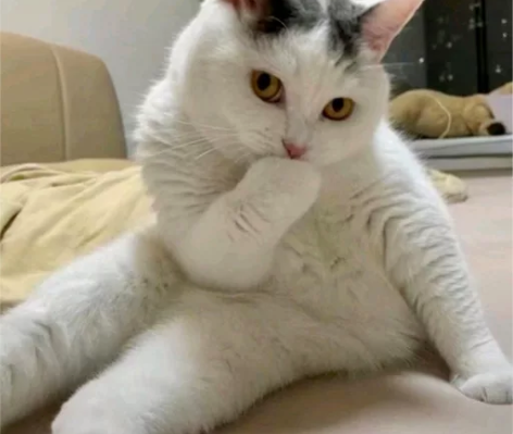 价格15一次，一只猫！！！！！！ 适用于出...
