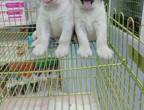 自家养的纯种拉布拉多幼犬,拉不拉多幼犬宠物...