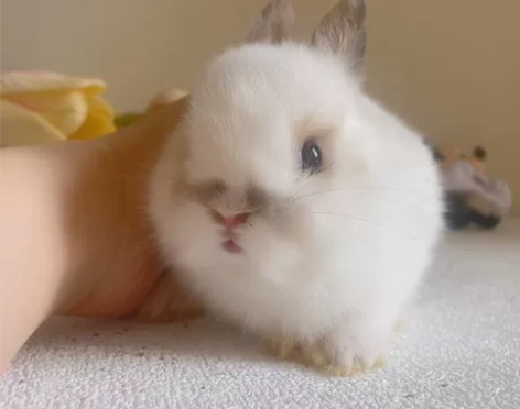 待售：超漂亮的脸蛋  双血侏儒弟弟 32日...