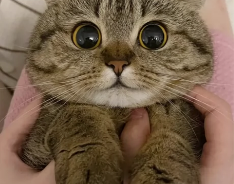 不是卖猫！！！看清楚  价格可以两个人商量...