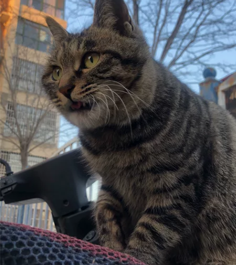 过年继续接 出除夕大年初一 后几天都接  ...